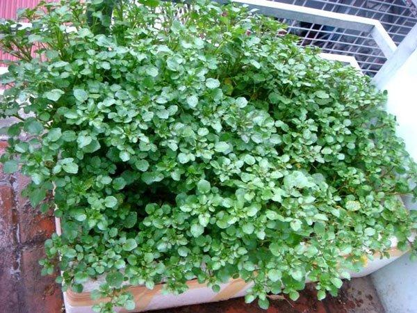 Cả thế giới mở tiệc ăn mừng vì mới phát hiện ra loại rau có khả năng chống UT gấp trăm lần thuốc đặc trị , Ở Việt Nam mọc đầy